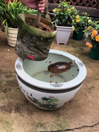 养茶花很多人第一部就做错了#养花小知识 #园艺 #花卉绿植
