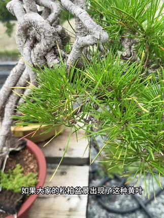 松柏盆景出现枯叶黄叶就用这个,所有松树盆景柏树盆景都可以用,杀菌效果极强,回去以后兑水喷洒叶面,快速抑制病菌,恢复长势绿叶#盆景#黑松#真柏#盆景养护