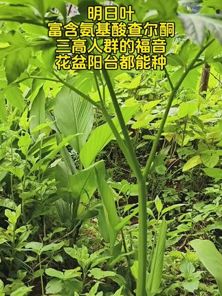 明日叶,富含氨基酸查尔酮,三高人群的福利#植物科普 #明日叶 #种植 #三农 #抖音助农