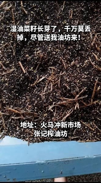 湿油菜籽长芽了,千万莫丢掉!我们有新技术#为美好生活加油