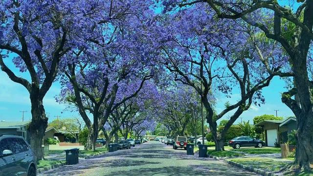 洛杉矶圣塔安那开满了蓝花楹的街道 加州洛杉矶每年初夏五月的时间,到处都可以看到蓝花楹的盛开,特别在Santa Ana 不少的街道成排的花树,盛开蓝紫色的花枝叶交错蓬到一起,特别的漂亮!
#洛杉矶旅行#Rota定制行 #尔湾 #美国生活vlog