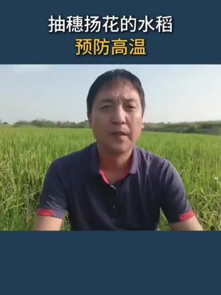#高温热害