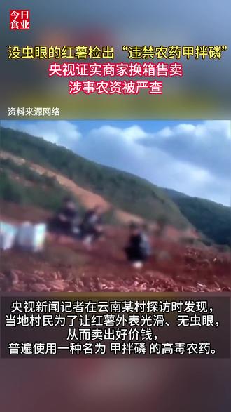 央视曝光! #云南 一地农户为种出外表光滑的红薯,节省成本并提高产量,使用违禁高毒农药甲拌磷!#食品安全 #农药