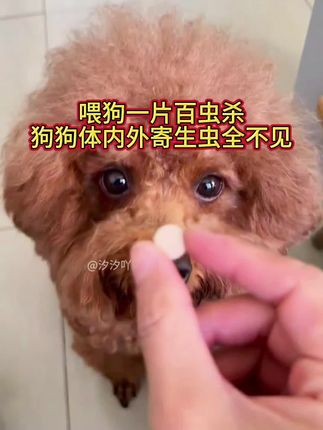 #养狗人 #科学养宠 #养狗经验分享 #驱虫#狗狗