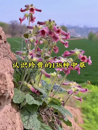 带你认识珍贵的138种中草药#植物科普 #中草药知识 #草本植物 #万物皆可种草搜 #中草药大全