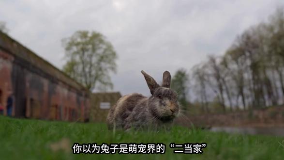 兔子当宠物的三大反人类技能#科普 #涨知识