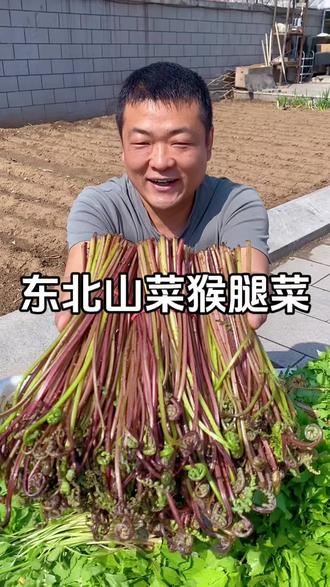 东北山菜新鲜猴腿菜,炒肉炒土豆片都好吃,特别嫩来尝尝吧 #山菜 #猴腿菜 #大自然的馈赠
