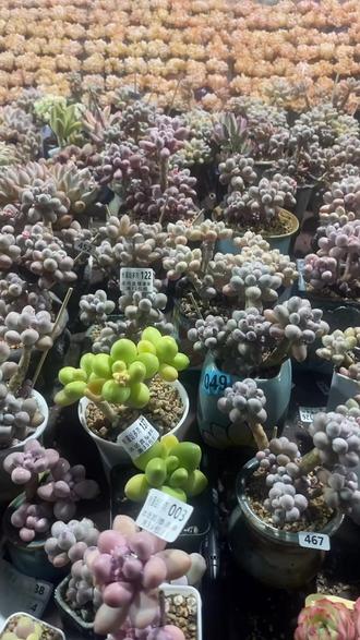 米可奶直播间满35就包邮!快冲!