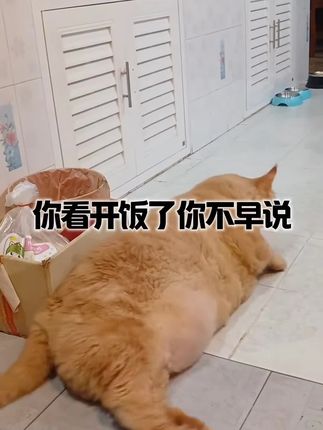 你看开饭了你不早说#宠物猫可爱 #每日一笑