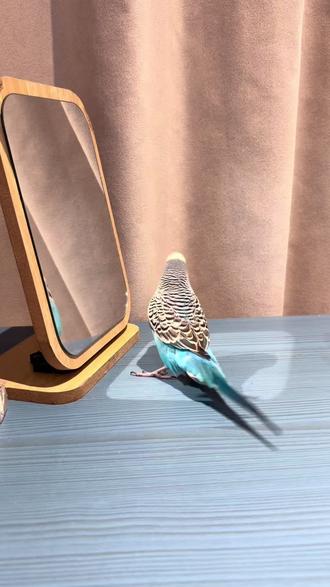 小新的新技能,说话首尾呼应,哈哈哈#会说话的虎皮鹦鹉 #动物迷惑行为 #萌宠出道计划 #手养虎皮鹦鹉