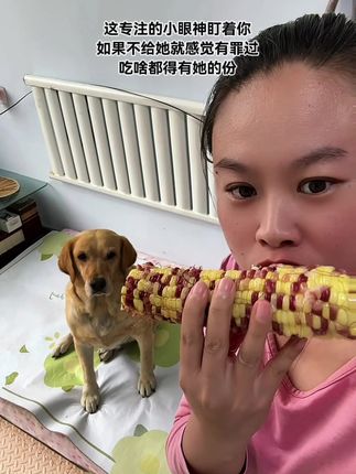 就那可怜的眼神,谁能抵挡的住…… #花玉米 #玉米 #狗狗日常 #是宠物更是家人 #拉布拉多