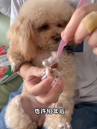 把小狗毛发存起来留作纪念,以后就能随身带着小狗一起出门喽!挂包包上或者车中控上都可以#萌宠好物 #养狗好物 #萌宠出道计划