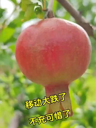 #果树 #石榴红了 #石榴
