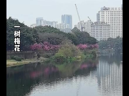 一树梅花,是冬天藏了许久的温柔情书,
我恰好途经,恰逢你热烈盛放。
一眼心动,满心欢喜。
原来最好的相逢,从不用喧哗。
岁月无声,你我都在时光里,慢慢成诗。