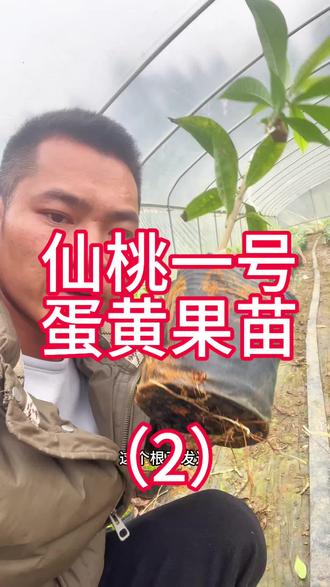 仙桃一号蛋黄果新苗,大棚嫁接,开始出芽了,预定到3月份可以出苗#仙桃一号蛋黄果苗#蛋黄果苗#蛋黄果种植