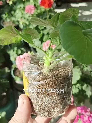 去年芊叉的今年没地方放芊叉完都送人了#家庭养花 #爱生活爱养花