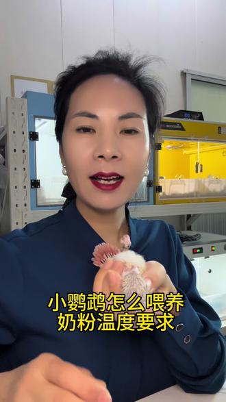 未断奶的小鹦鹉怎么喂养 #热点话题 新手小白必备指南#和尚鹦鹉 #小太阳鹦鹉