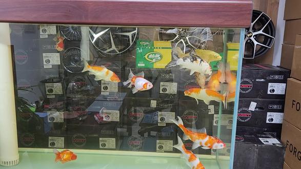 我的泰狮总被锦鲤追着咬是怎么回事,怎么办,求大神指点#泰狮被咬 #泰狮金鱼 #锦鲤 #被咬 #养鱼