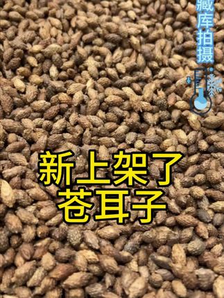 新上架了苍耳子#健康#滋补#本草@王大皮 @王大皮本草