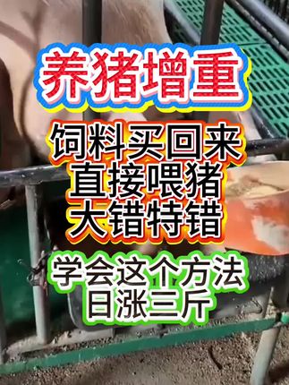饲料买回来直接喂猪大错特错了#养猪增重#催肥增重#养猪管理#养猪技术