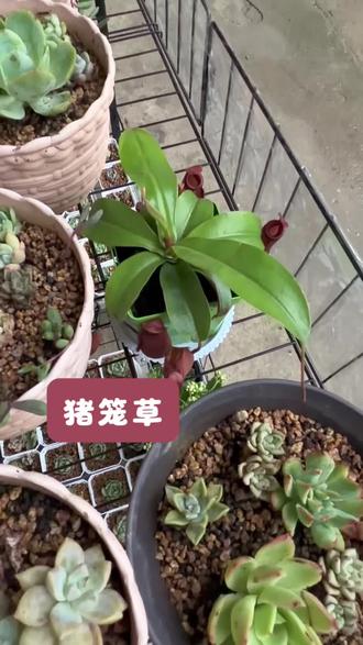 一个星期了,活的还挺好#种植养花的乐趣 #猪笼草 #你家有吗