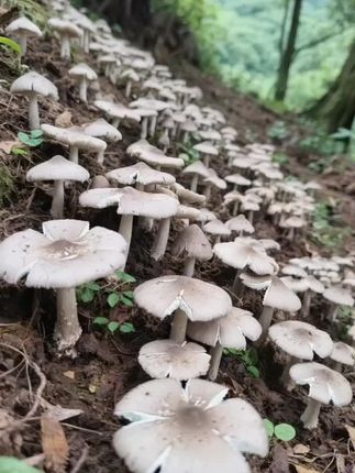 #鸡枞菌种 #食用菌栽培#新农人计划 #抖音助农扶农 #上热门