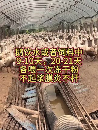 鸭鹅浆膜冻干粉,厂家直销,价格优惠,效果好#养鹅人 #养鹅技术分享 #养鹅 #养鹅技术