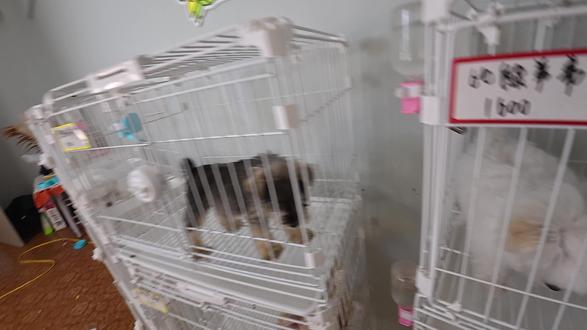 犬舍老板第一视角vlog 必须给汪汪队开大会 我拿你当人养,你拿我当狗使#比熊犬 #犬舍日常 #第一视角 #小狗狗能有什么坏心思