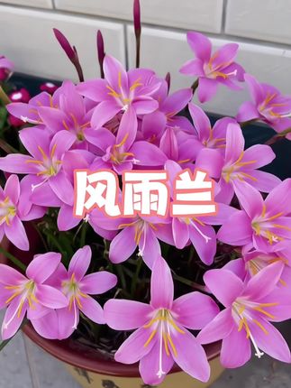 风雨兰,风吹雨淋都不怕,下一场雨开一茬花。夏天就是它的主场#风雨兰 种球#花卉绿植 #爱生活爱养花 #花卉绿植 #养花