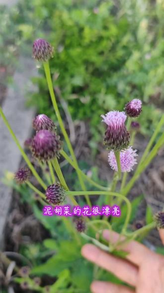 泥胡菜的花很漂亮#植物 #花卉
