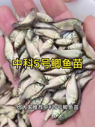 中科5号鲫鱼 生长快抗病强,南北水域均可养,成活率高产量稳定,助力养殖增收,易管理出塘快,养殖省心更高效#中科5号鲫鱼苗 #鱼苗批发 #优质鱼苗批发基地 #保质保量包售后 #水产养殖