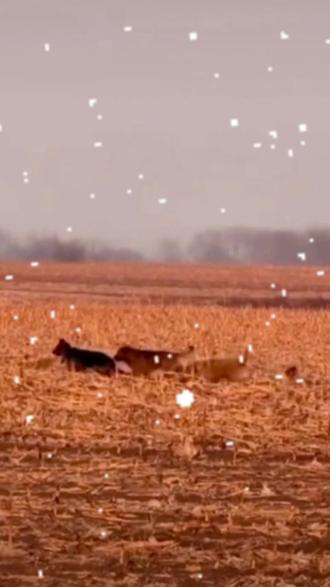 六小只,大英雄。#七只小狗逃亡 #长春七只小狗 #六只小狗逃亡