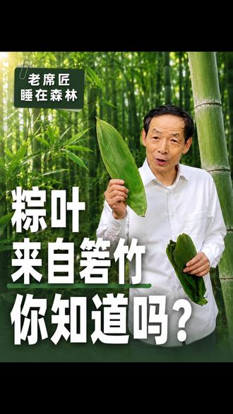 为什么南方人包粽子喜欢用箬竹叶?#端午节 #竹被窝 #竹林科普 #老席匠 #睡在森林