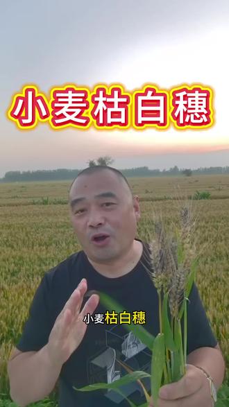 小麦枯白穗 小麦枯白穗的原因,大部分还是根部问题引起的。#小麦枯白穗形成原因 #心系三农服务三农 #小麦种植