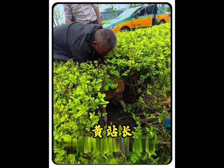 黄站长没有家,可出事那天,整个宣城成了它的家#黄站长
