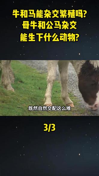 牛和马能杂交繁殖吗?母牛和公马杂交,能生下什么动物?#大国重器#大国博弈#科普#涨知识#牛马