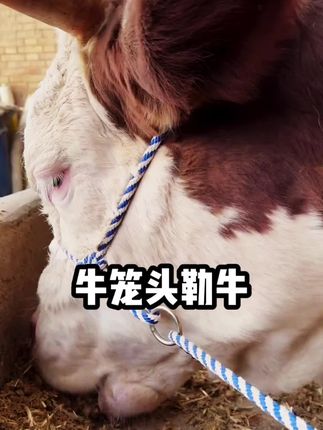 养牛用的这个牛脖套太好用了#养牛神器 #牛脖套 #养殖技术