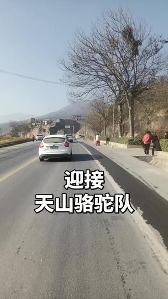 迎接:天山骆驼队。