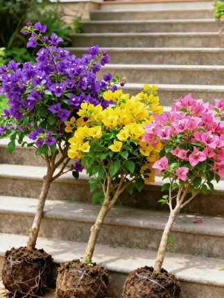 现在是种三角梅的黄金期,小苗品种多、品相好,随便挑不踩雷。爱花别犹豫,好苗遇好时机难得,赶紧把心头好带回家,不然明年只能羡慕别人!#三角梅#花卉绿植#爱生活爱养花 #我的花花草草🌸🌸 #优质种苗