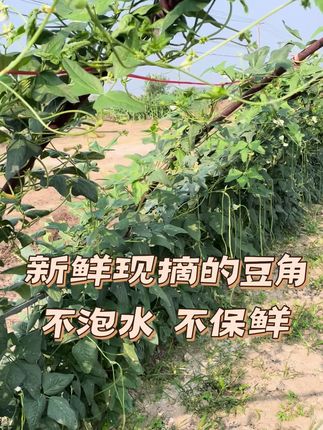 #助力三农 #长豆角#们豆角#长豆角#豇豆 豆角越来越少啦