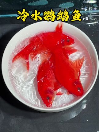 血红冷水鹦鹉鱼#观赏鱼 #观赏鱼 #养鱼人 #能看看你的鱼缸吗 #鹦鹉鱼 @抖加🔥上热门🔥dou+🔥热点宝