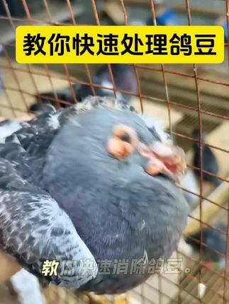 鸽豆这样处理试试这样吧#鸽子养殖技术#养鸽人#鸽子#鸽子爱好者@抖音创作小助手