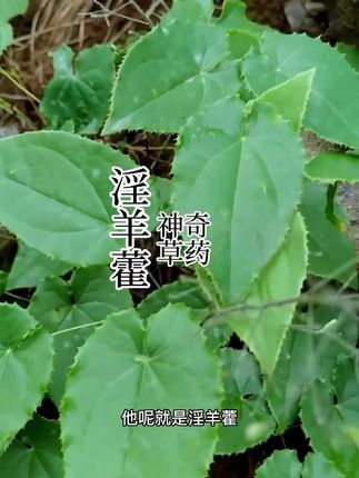 淫羊藿,三枝九叶草,仙灵脾。你哪都叫它什么名字呢