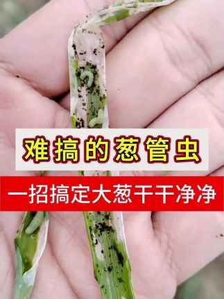 大葱葱管虫虫卵一锅端,大葱葱害爆发,大家一定要提前防治#大葱种植 #大葱葱管虫 #杀虫剂 #甲维氯虫苯