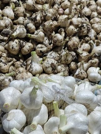 ⚠️ 警告:辣味太足,小心呛到! ,✅ 特大果,一颗抵三颗! ,✅ 农家直发,没有中间商!#优质农产品 #纯天然绿色食品 #你吃过吗 #鲜蒜#大蒜头
