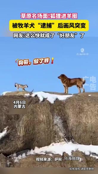 草原名场面!狐狸进羊圈,被牧羊犬“逮捕”后画风突变 网友:这么快就成了“好朋友”了。#名场面 #牧羊犬 #护理 #万万没想到