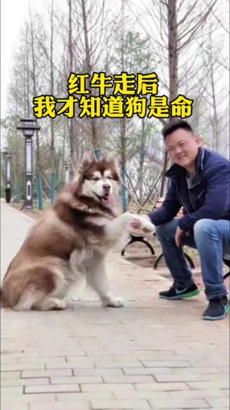 红牛走后,我才知道狗是命 #情感 #宠物 #狗狗离世的痛 #毛孩子是家人 #阿拉斯加红牛