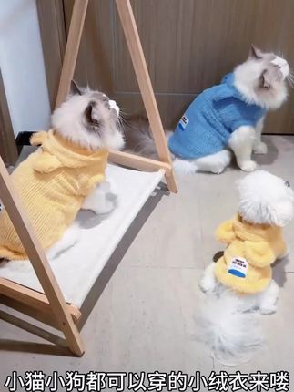 原创超柔毛织连帽背心,猫咪狗狗都可以穿#宠物衣服 #狗狗衣服 #猫咪衣服#视频同款