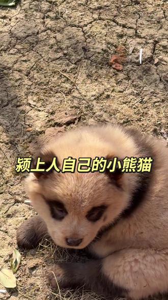 颍上人的小熊猫,快来看#春节去哪玩 #颍上