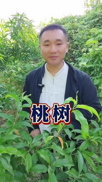 桃树浑身都是宝 #桃树 #桃树叶的功效与作用